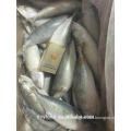 wholesale seafood frozen indian mackerel